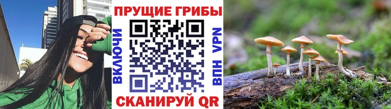Галлюциногенные грибы Cubensis  Нестеровская 